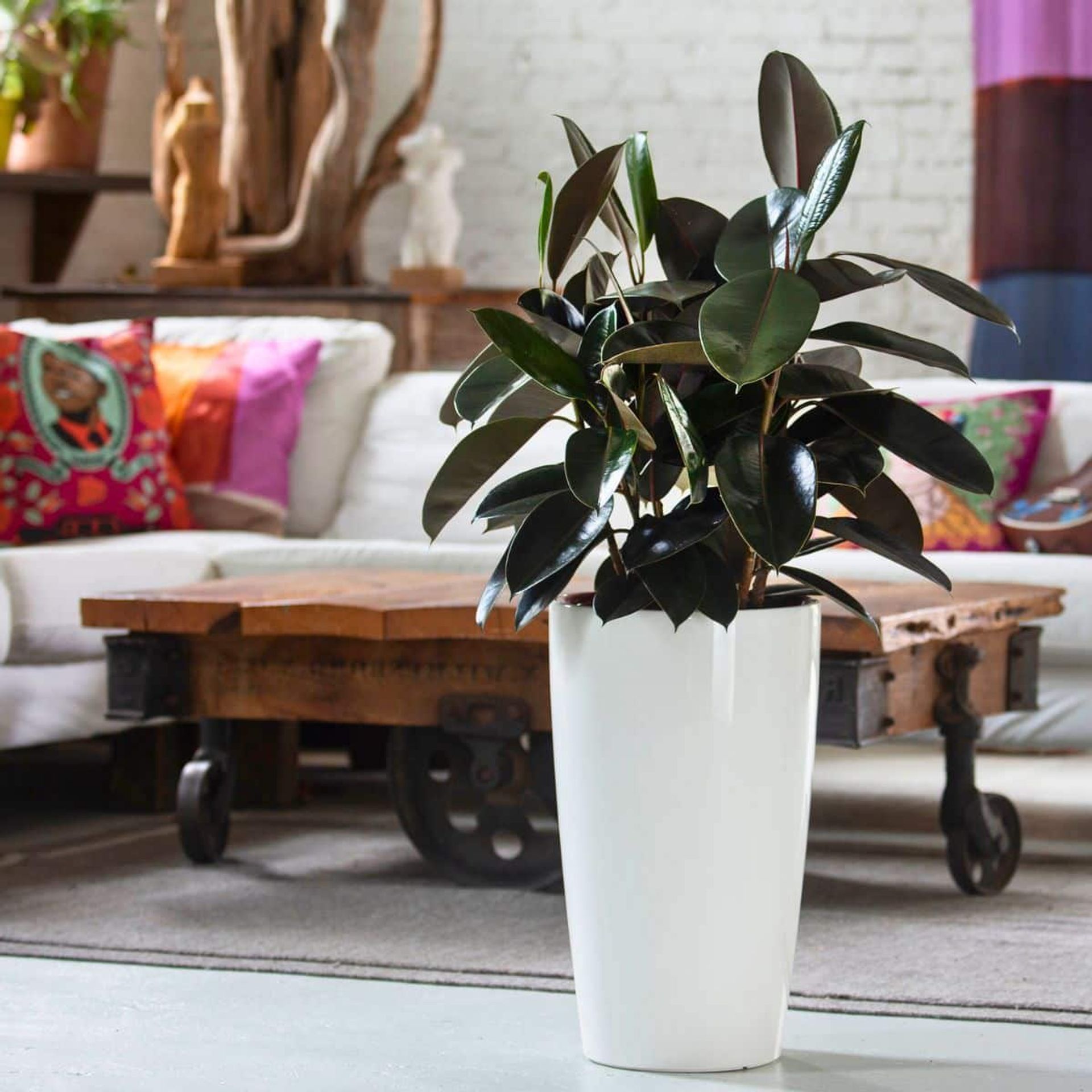 Lush rubber plant in a white pot on a light wooden floor, surrounded by boho-chic decor and colorful pillows, highlighting the best plant for bedroom aesthetics.