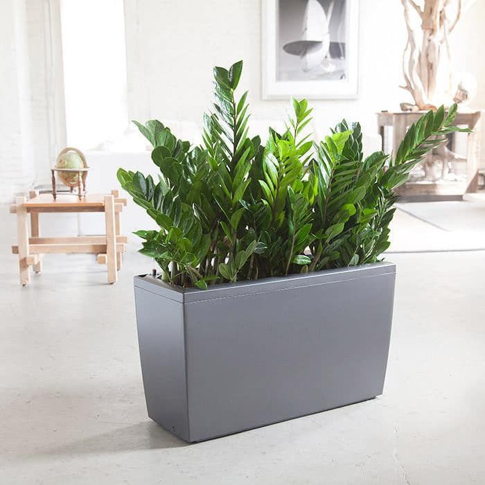 ZZ Plant