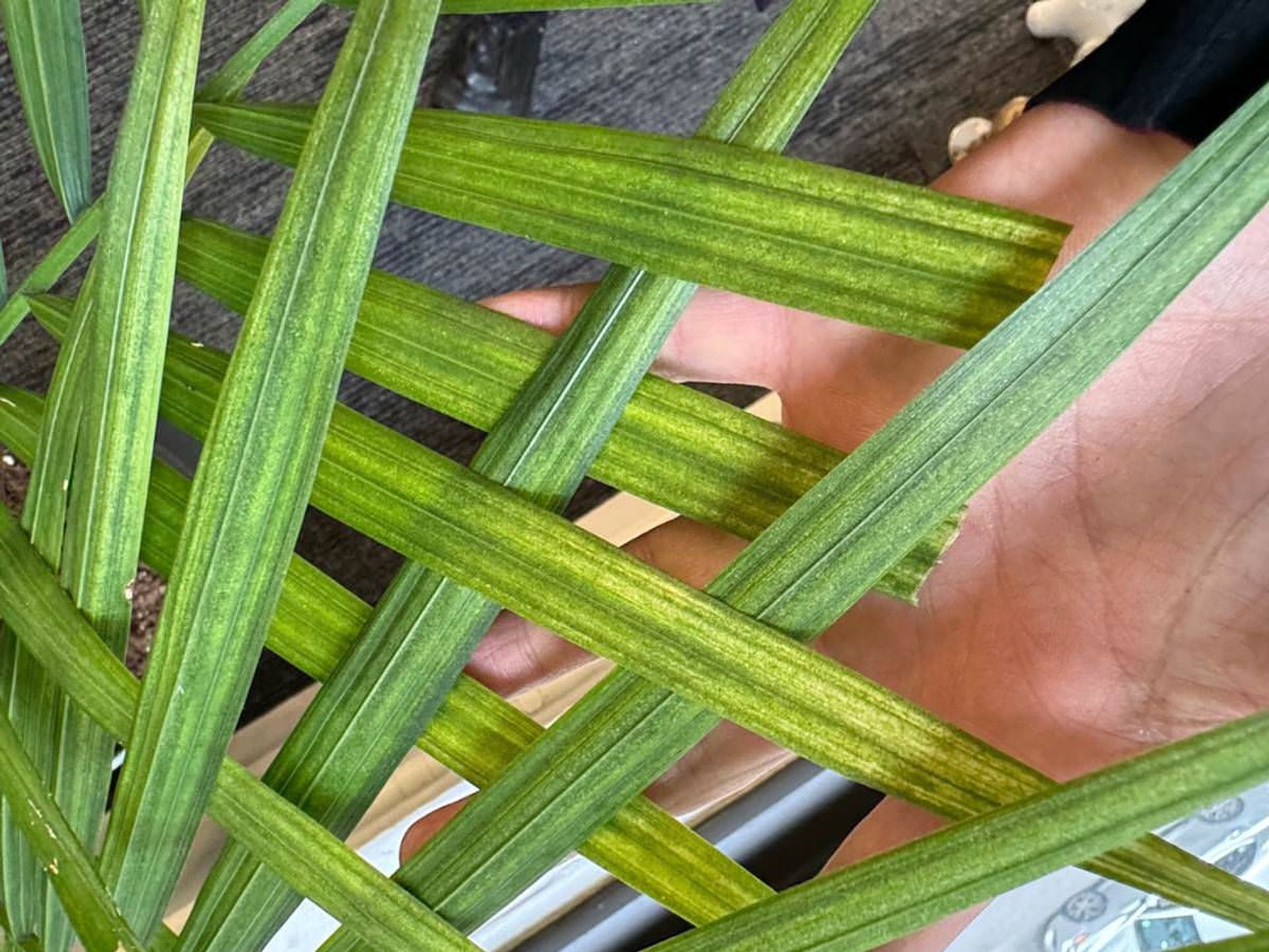 Spider mite infested leaves
