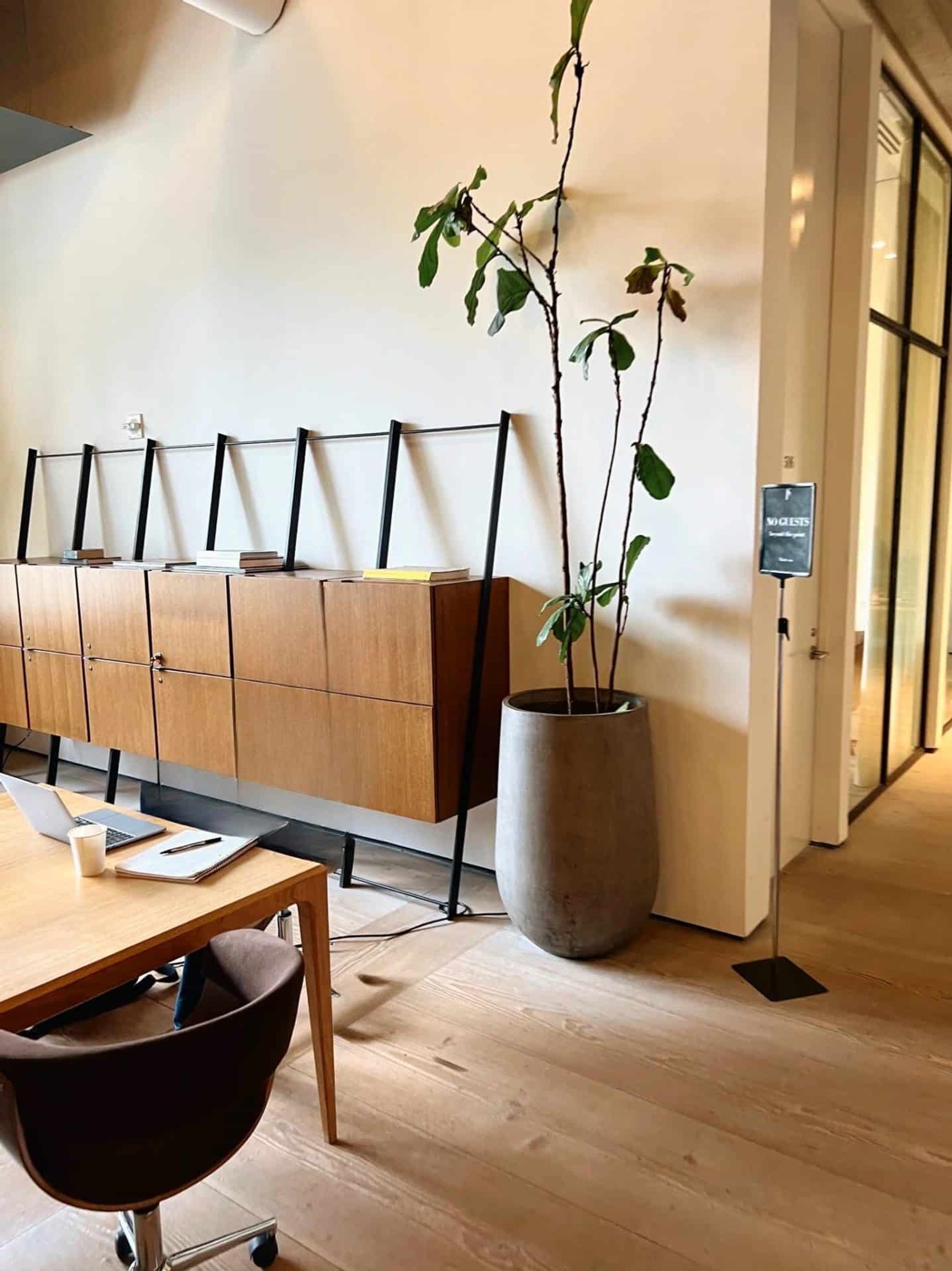 Image of dying fiddle leaf fig in an office environment
