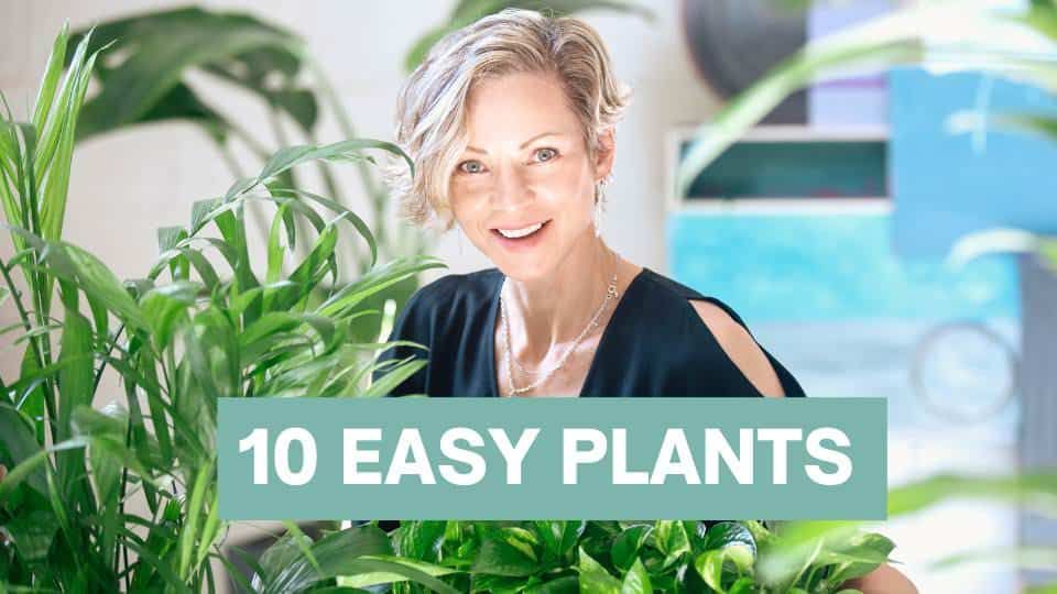 Top 10 Best Indoor Plants For Beginners: Beginner’s Guide to Houseplants