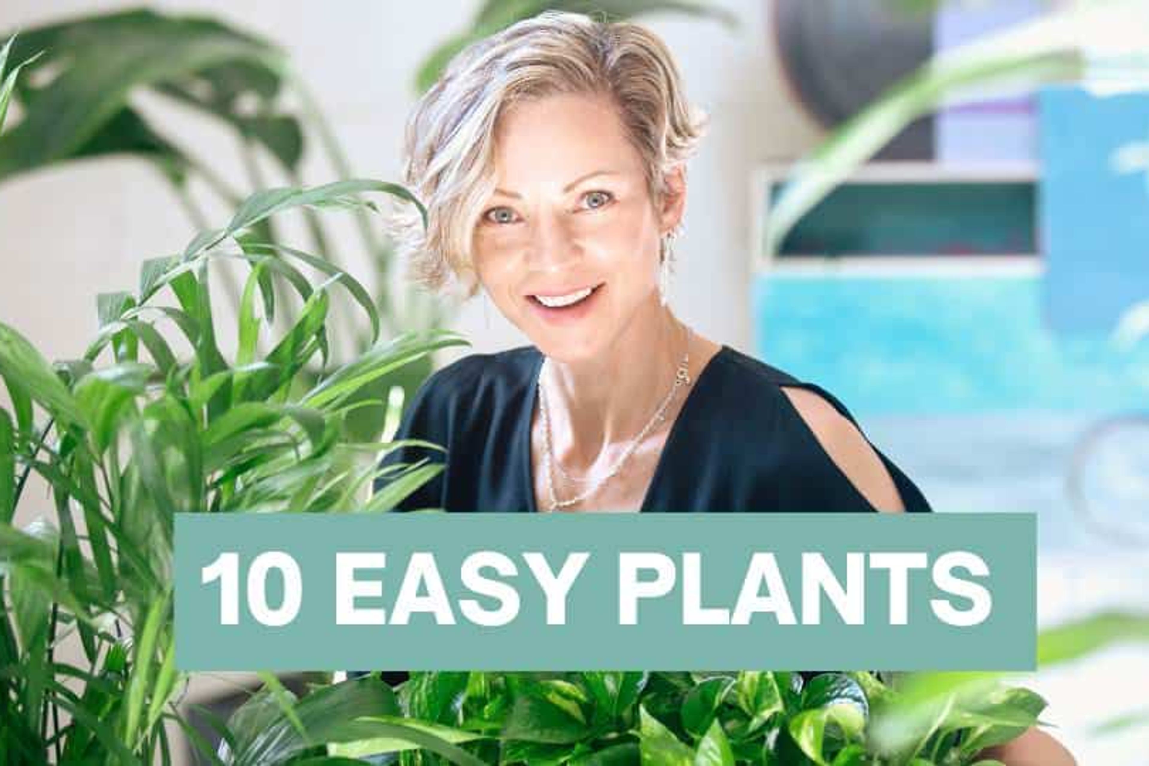 Top 10 Best Indoor Plants For Beginners: Beginner’s Guide to Houseplants