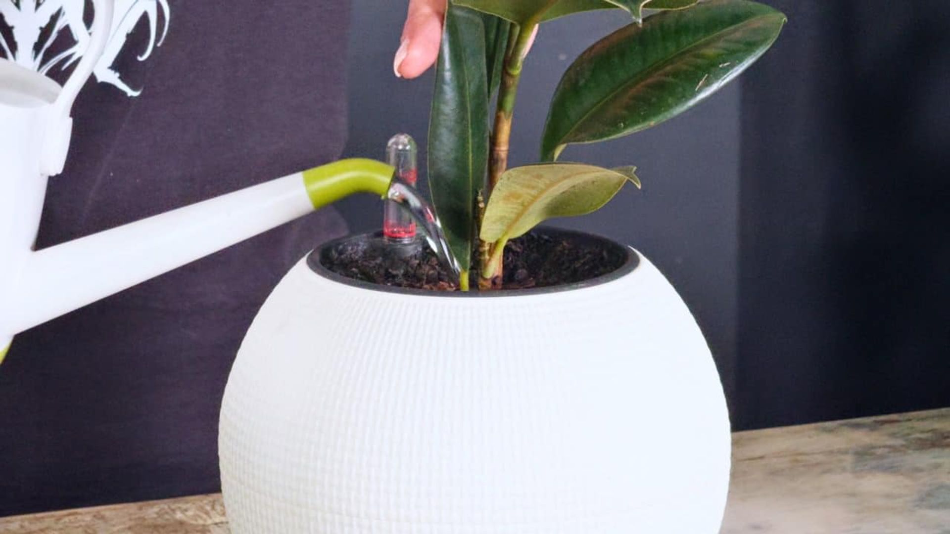 A person's hand pours water from a green watering can into a white pot with a built-in water gauge, demonstrating how to water rubber plant.