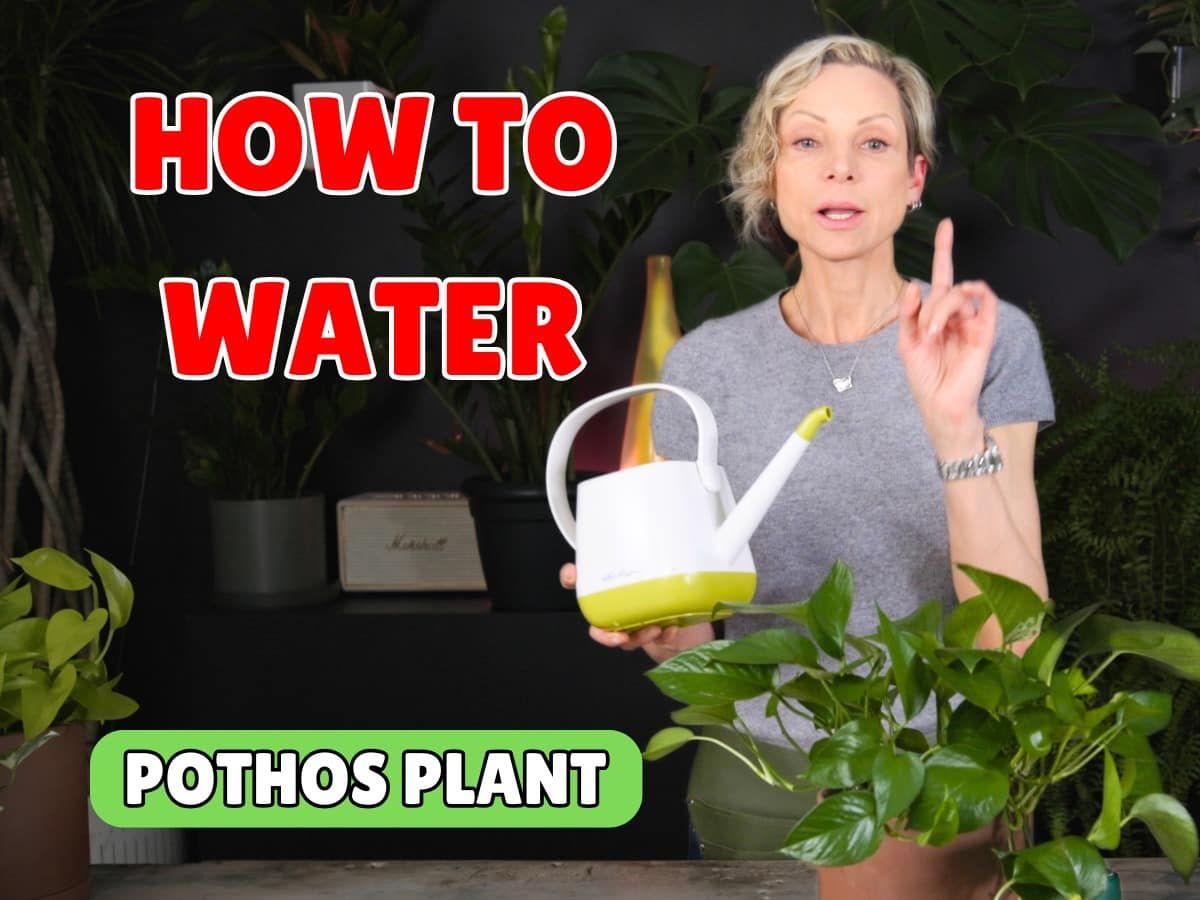 Woman demonstrating how to water a pothos plant indoors.