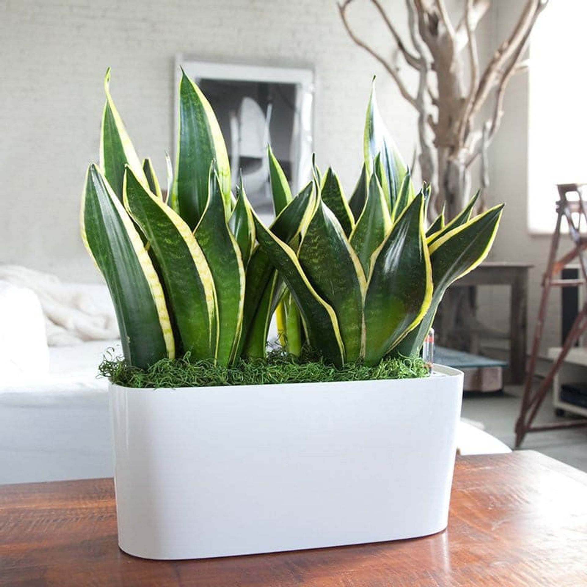 Snake Plant
