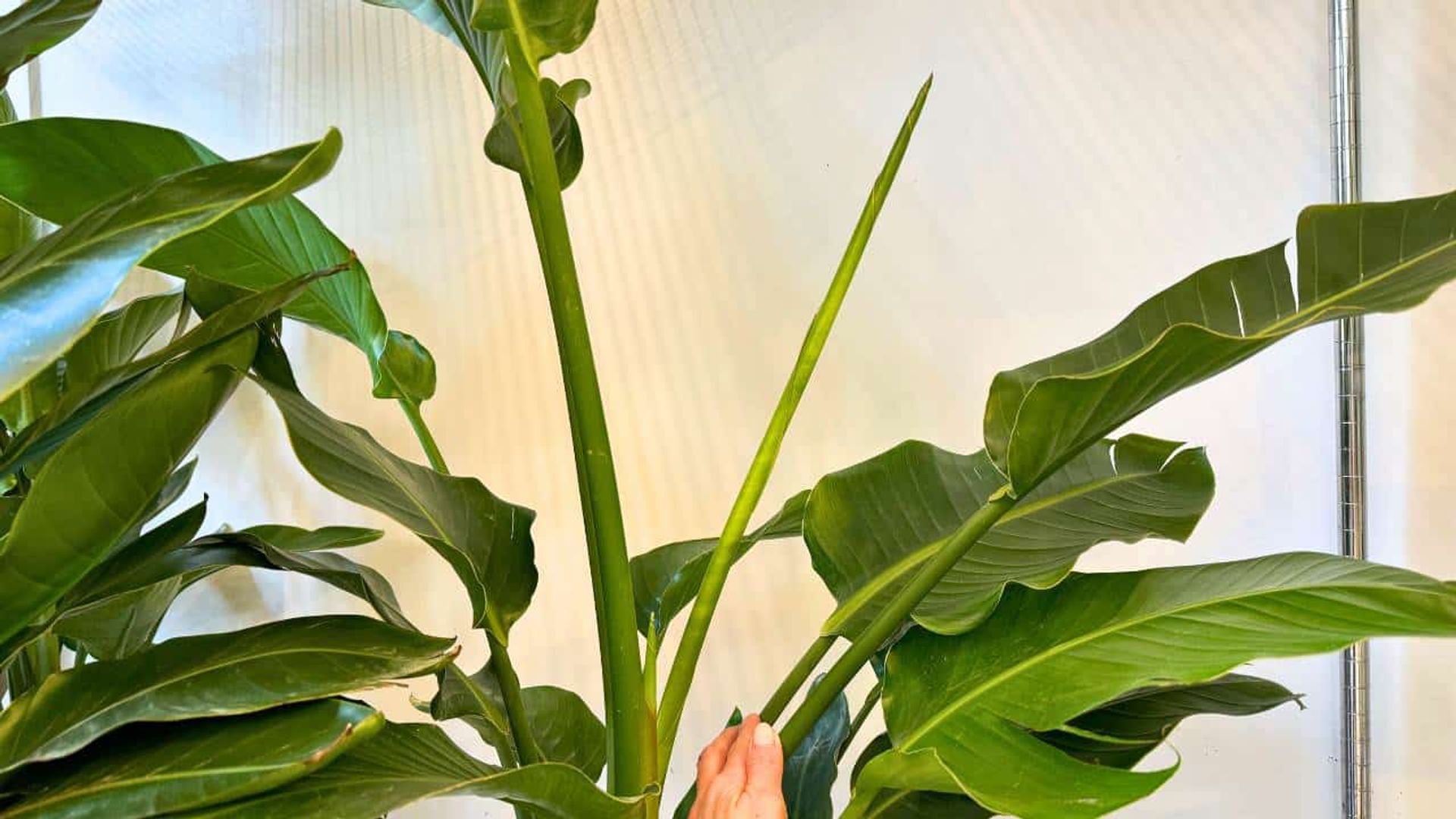 Wrapp wet paper towel around stuck Bird of Paradise leaf and wait 5-10 minutes before carefully unwrapping it