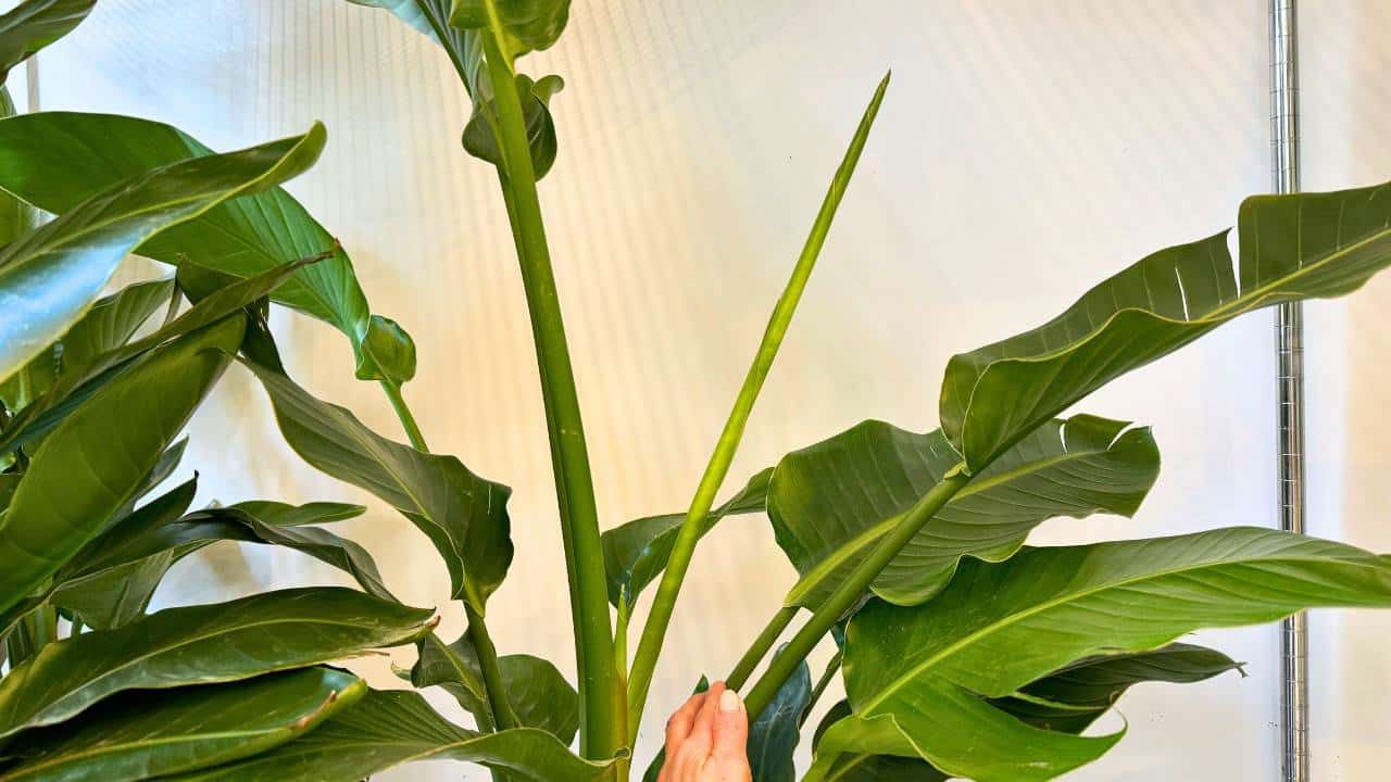 Wrapp wet paper towel around stuck Bird of Paradise leaf and wait 5-10 minutes before carefully unwrapping it