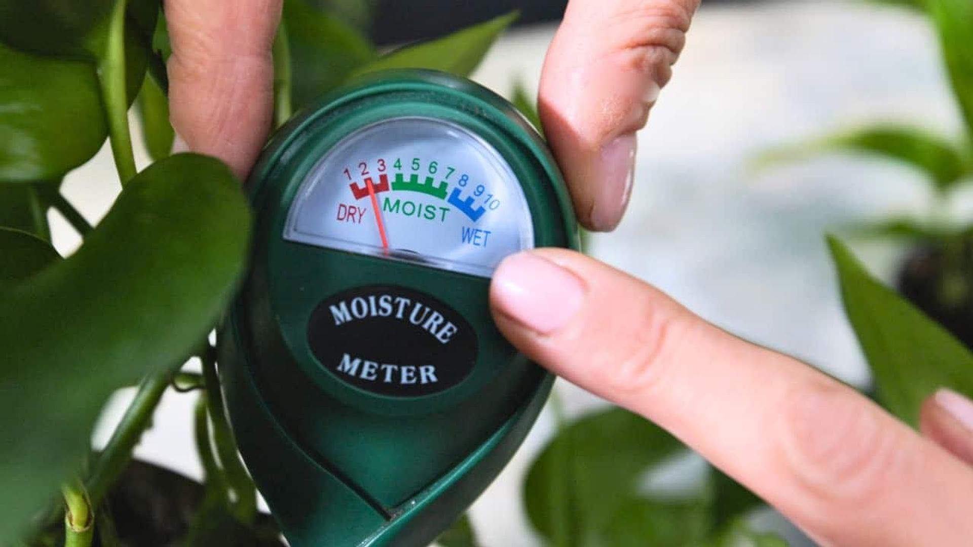 Close-up of a soil moisture meter showing dry reading next to a pothos plant, demonstrating how to water pothos plant properly using a moisture meter.