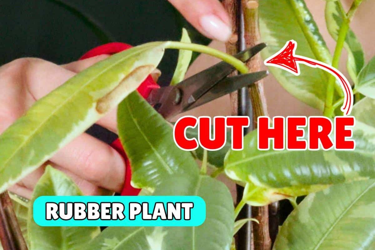 A close-up of a person using red pruning shears to cut a stem on a rubber plant, with bold text reading “CUT HERE” and “RUBBER PLANT,” demonstrating how to trim a rubber plant.