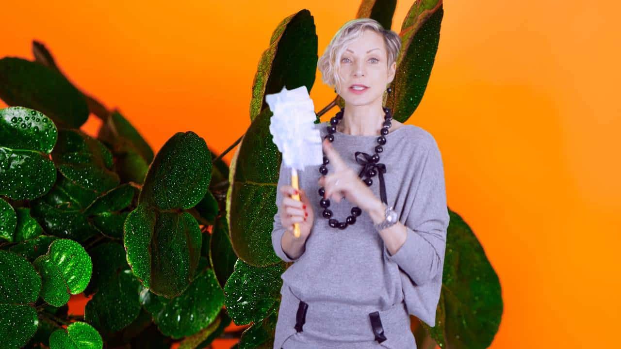 How to quickly clean a plant with many small leaves