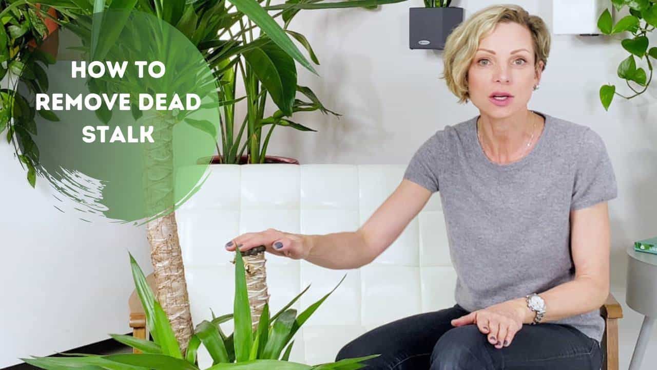 How To Remove Dead   Yucca Stalk