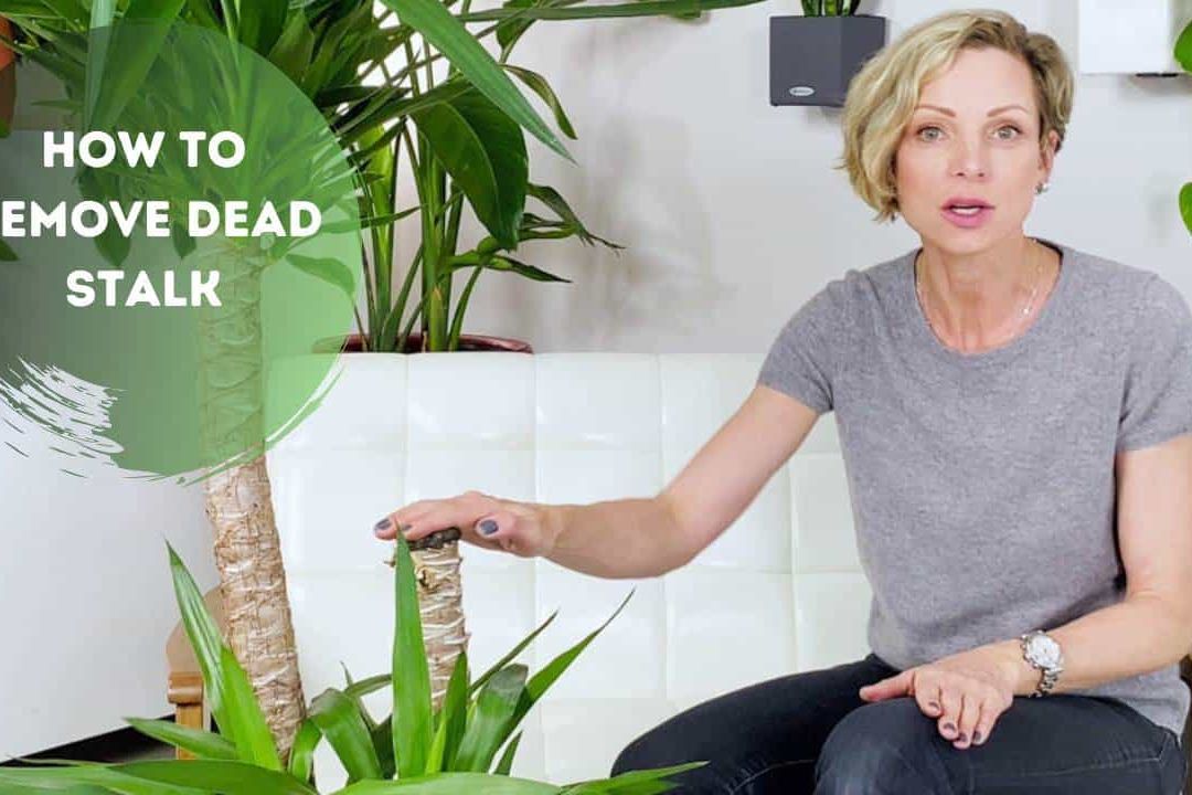 How To Remove Dead Yucca Stalk