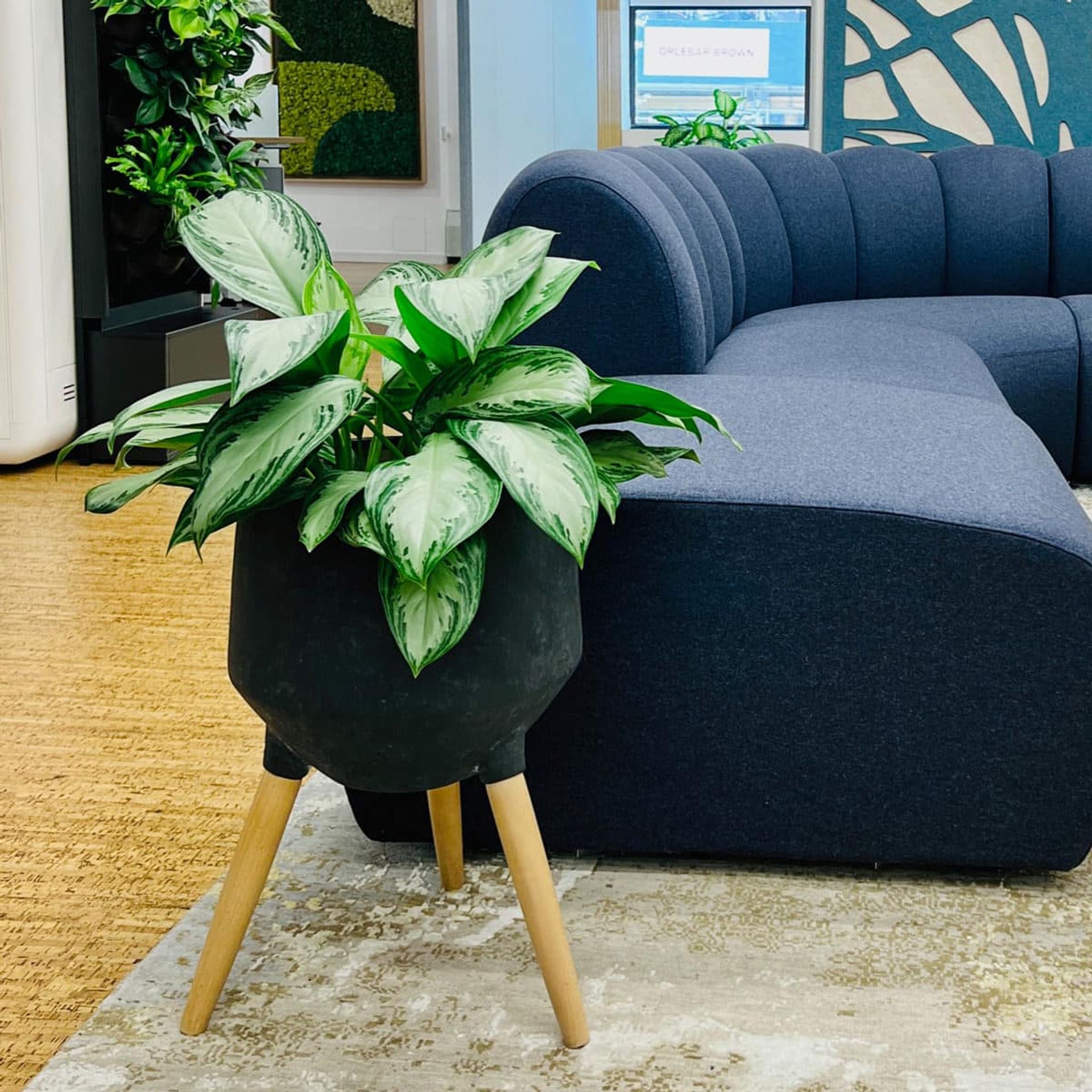 Variegated low light plant in a modern black planter with wooden legs, set on a concrete floor beside a blue fabric sofa in a chic living room interior featuring wall art.