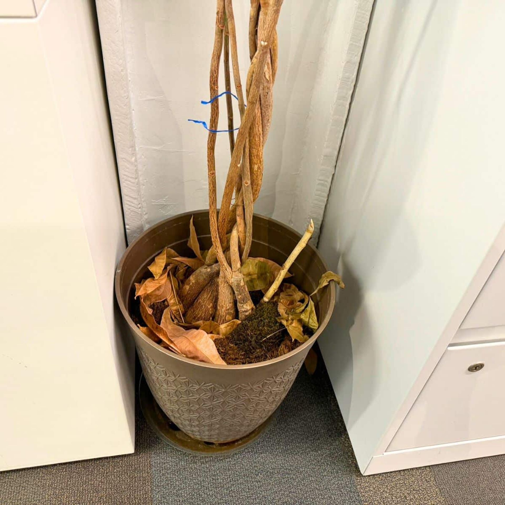 Withered potted plant in decorative indoor planter, showing signs of neglect and dehydration, positioned against a white wall next to an office cabinet.