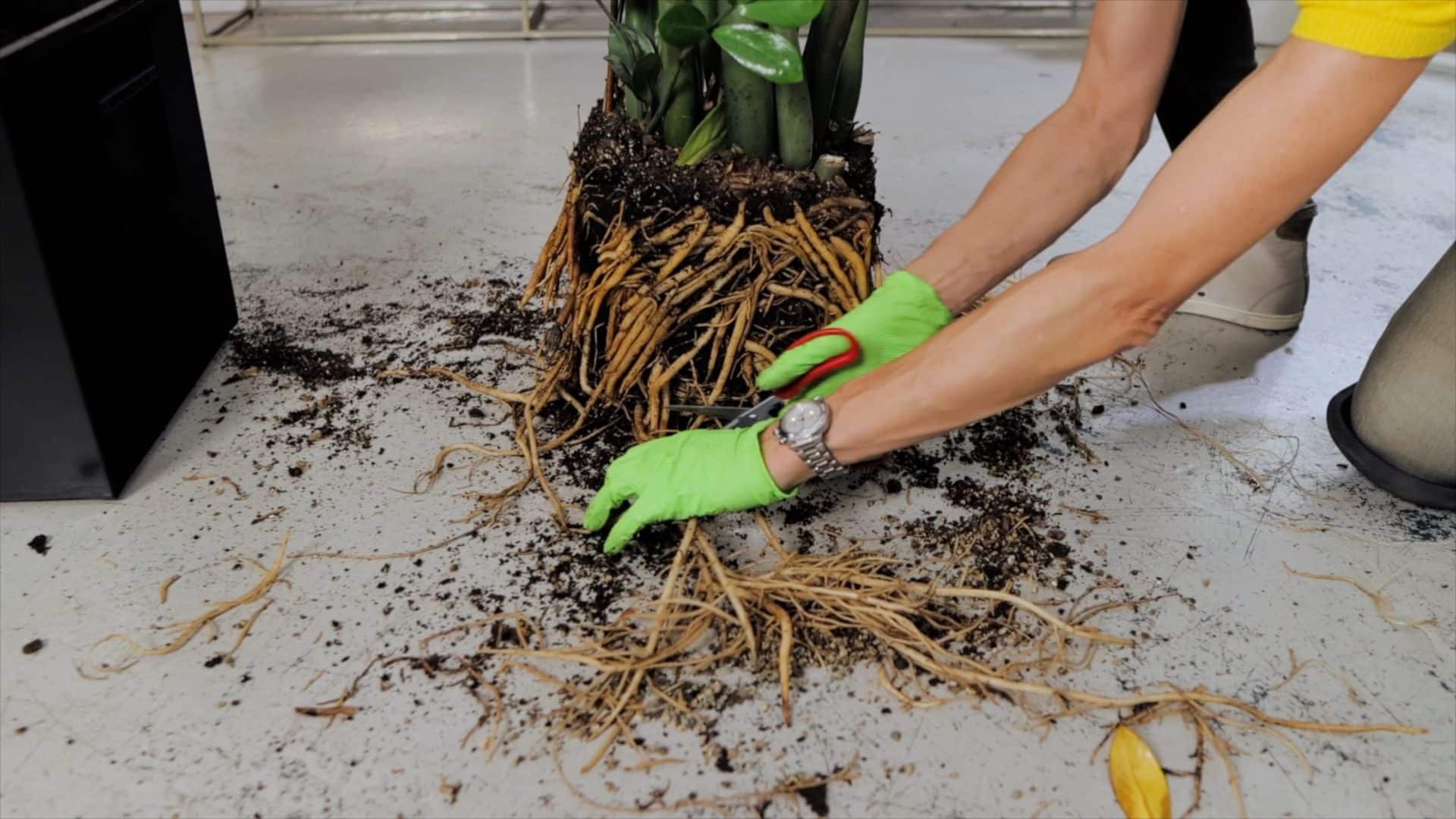 Person trimming overgrown roots of a ZZ plant during repotting, indoor gardening maintenance.