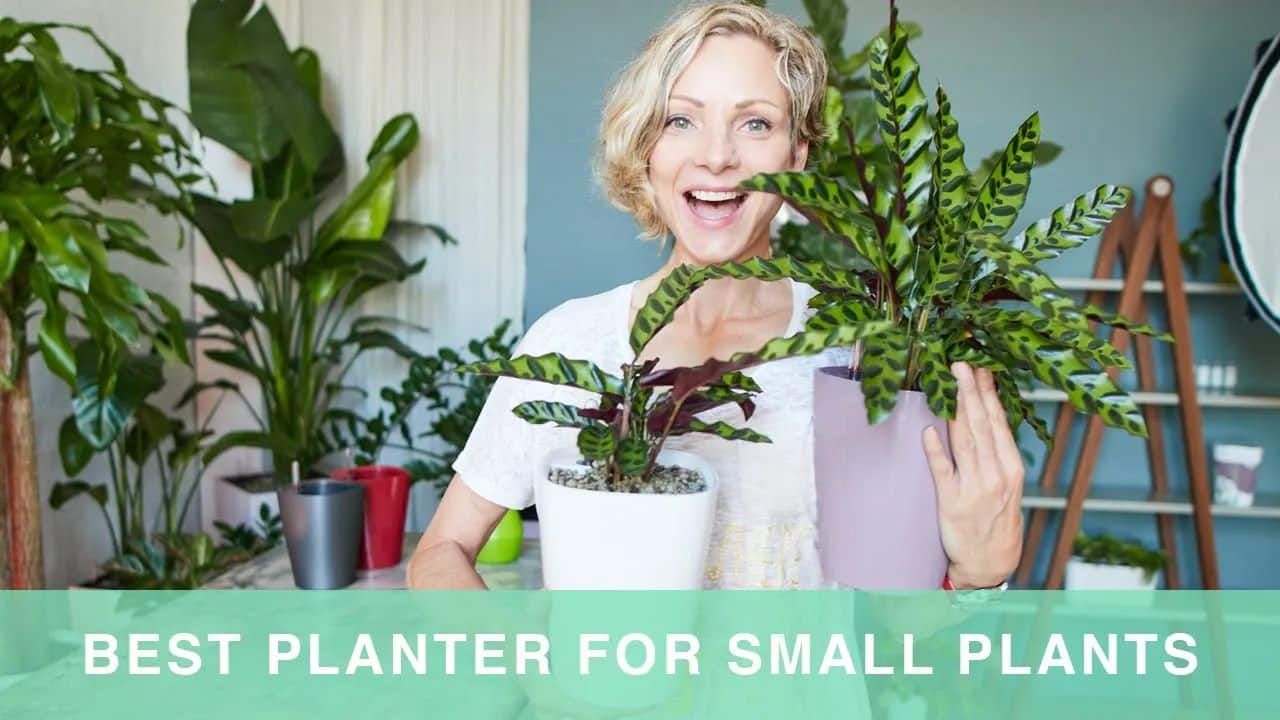 Best Pot For Small Plants – How To Pot Plants In Lechuza Deltini Planter