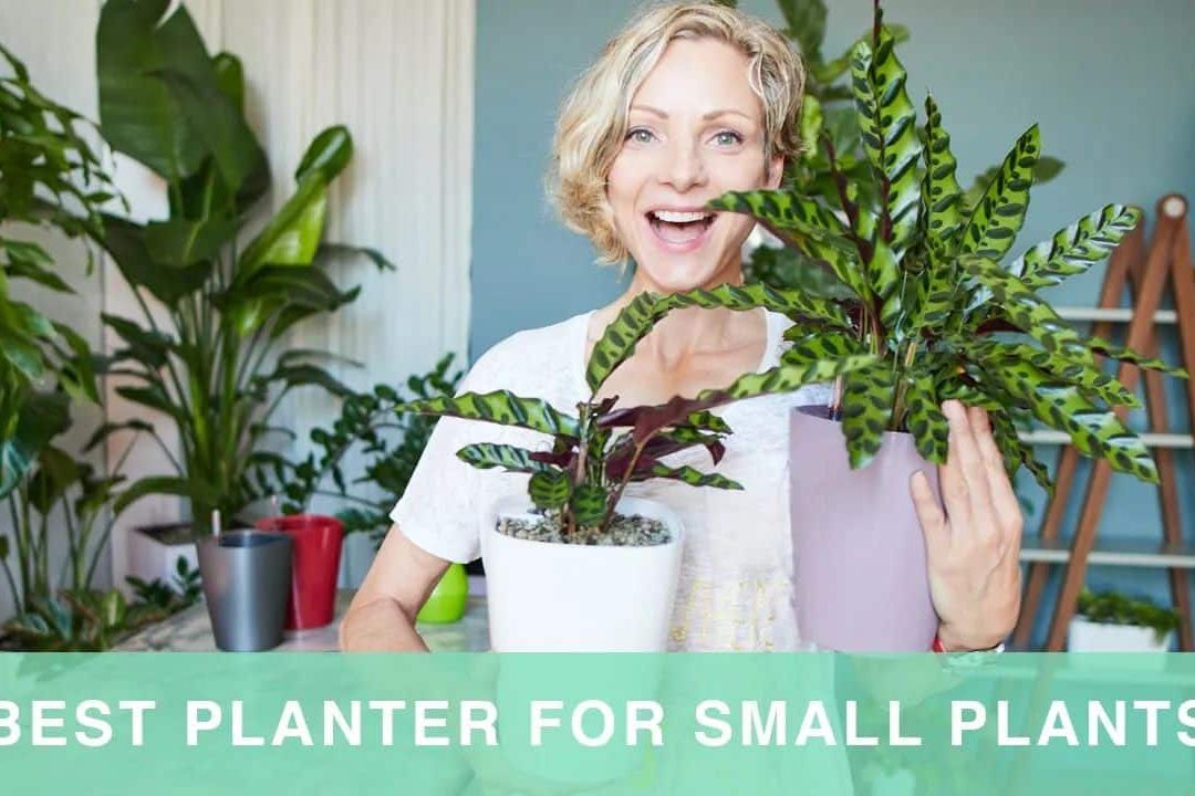 Best Pot For Small Plants – How To Pot Plants In Lechuza Deltini Planter