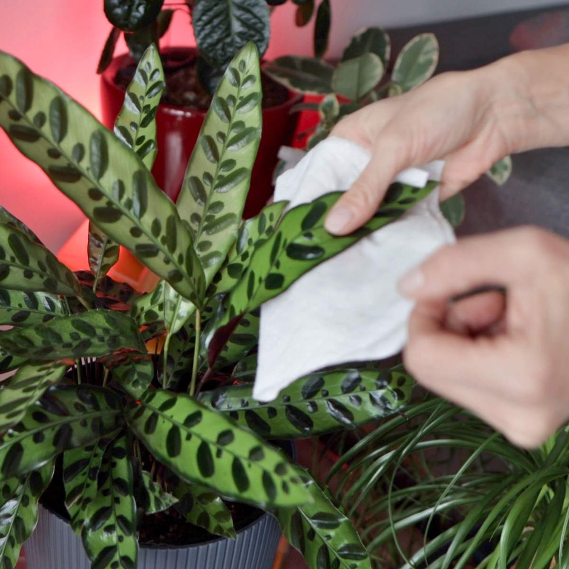 Person cleaning the leaves of a prayer plant indoors, plant care routine maintenance concept.