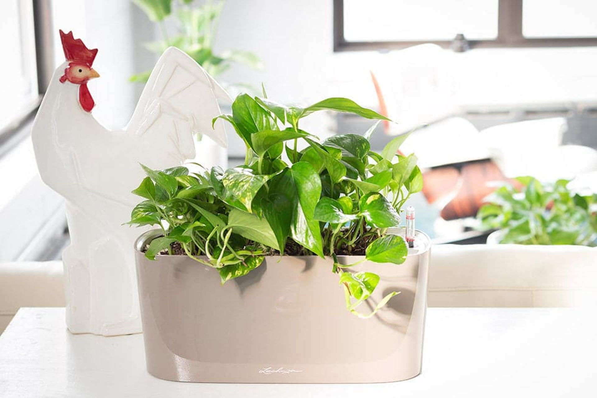 Summer plant care tips