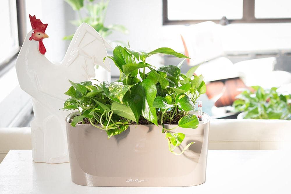 Summer plant care tips