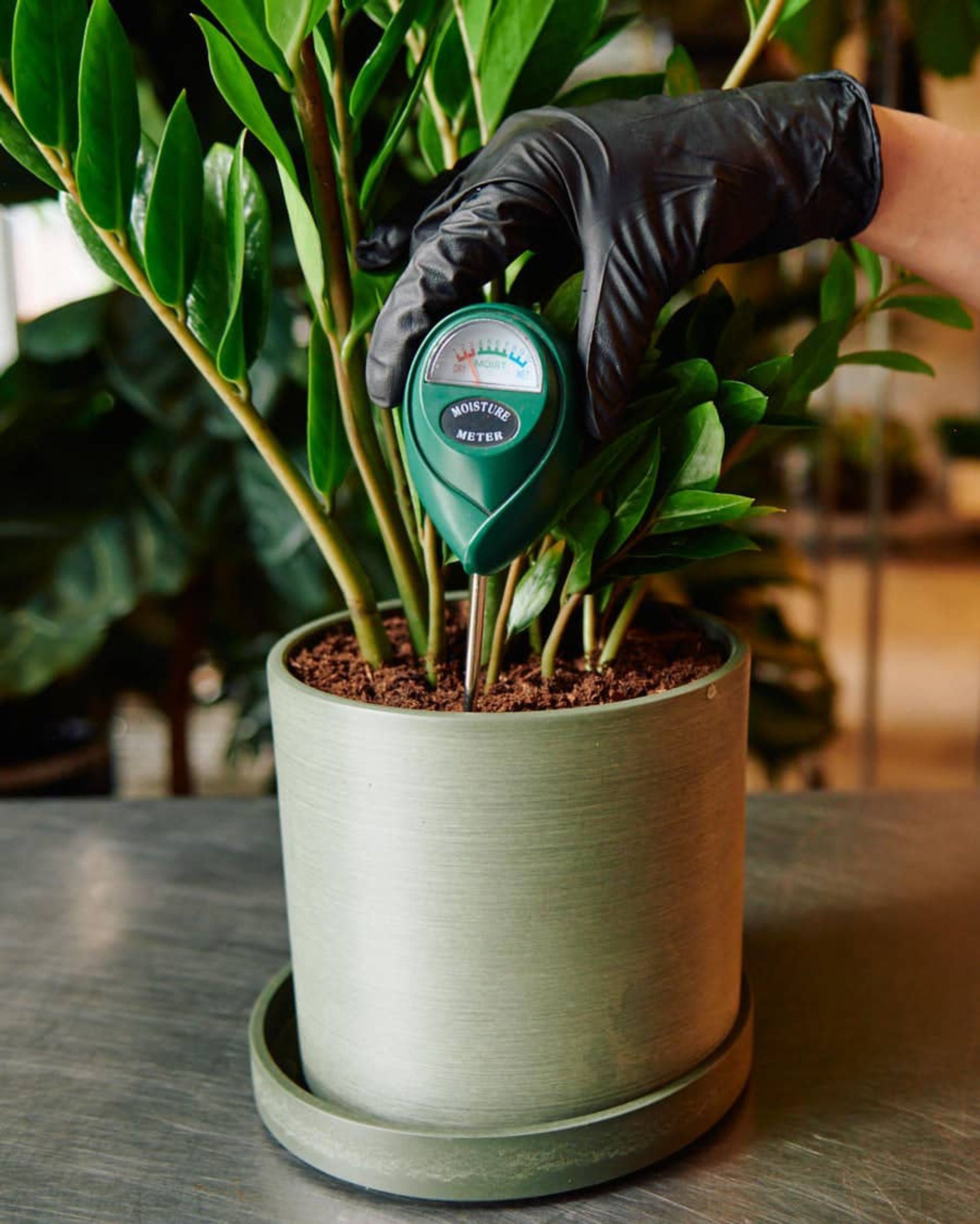 A person wearing black gloves using a moisture meter to test soil moisture levels for a ZZ plant in a green pot.