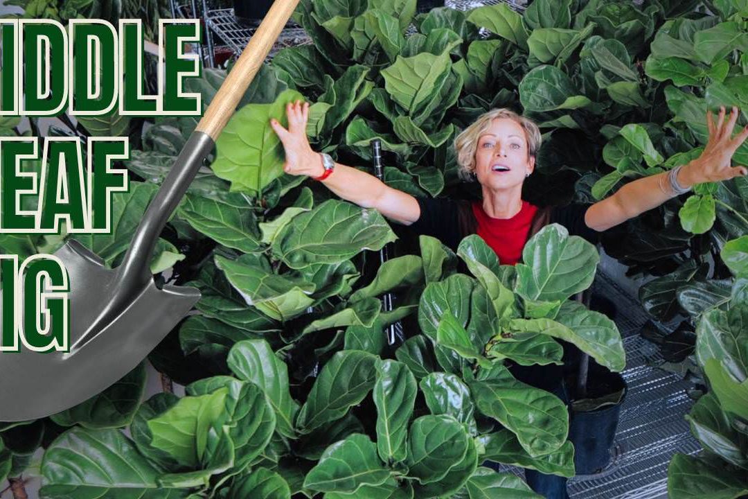 Fiddle Leaf Fig Repotting + Basic Care Tips | Ficus Lyrata