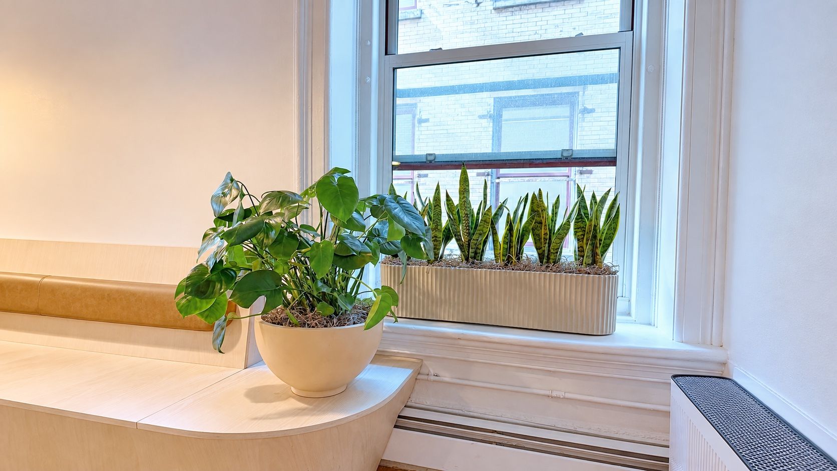 Snake plants in a fluted window box and a philodendron in a bowl on a Manhattan office windowsill