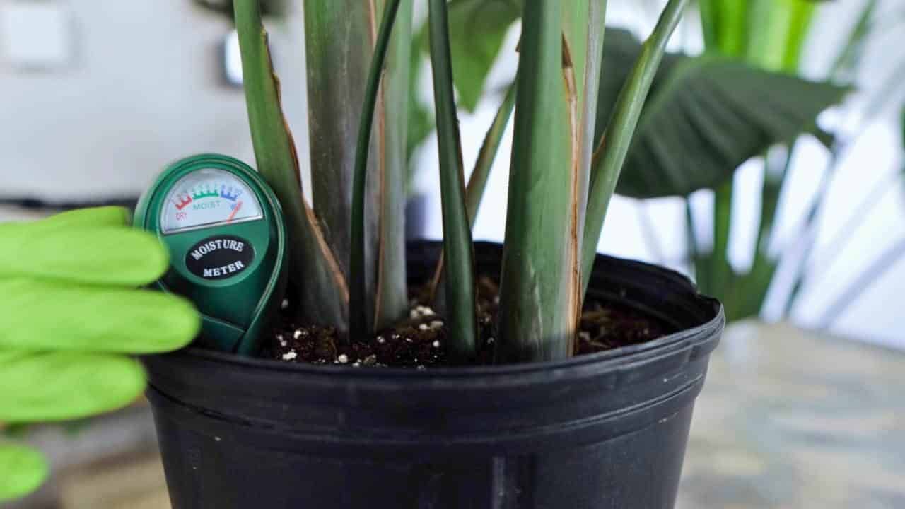 A soil moisture meter inserted into the pot of a bird of paradise plant to check for adequate watering.
