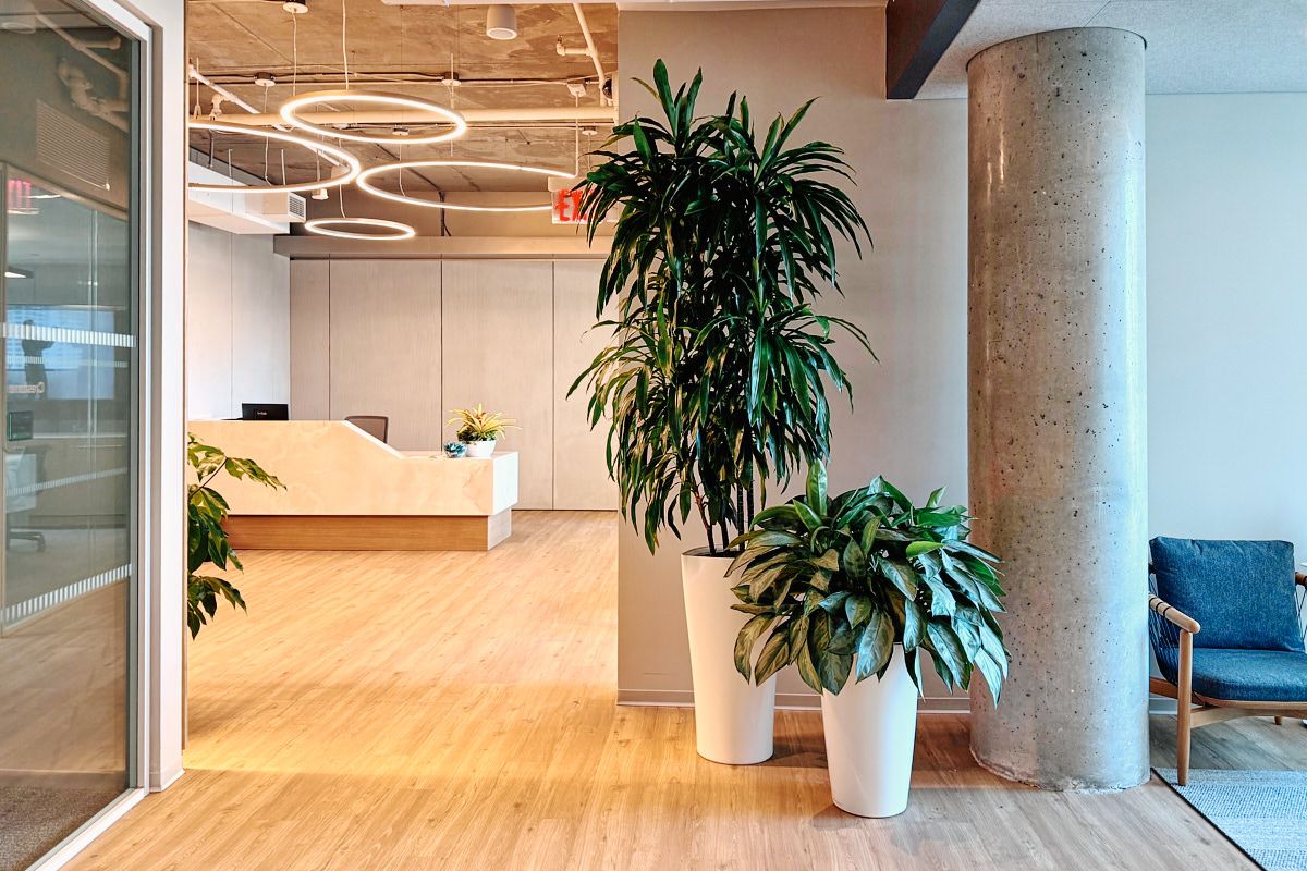 Professional office plant design and installation in a Manhattan workspace
