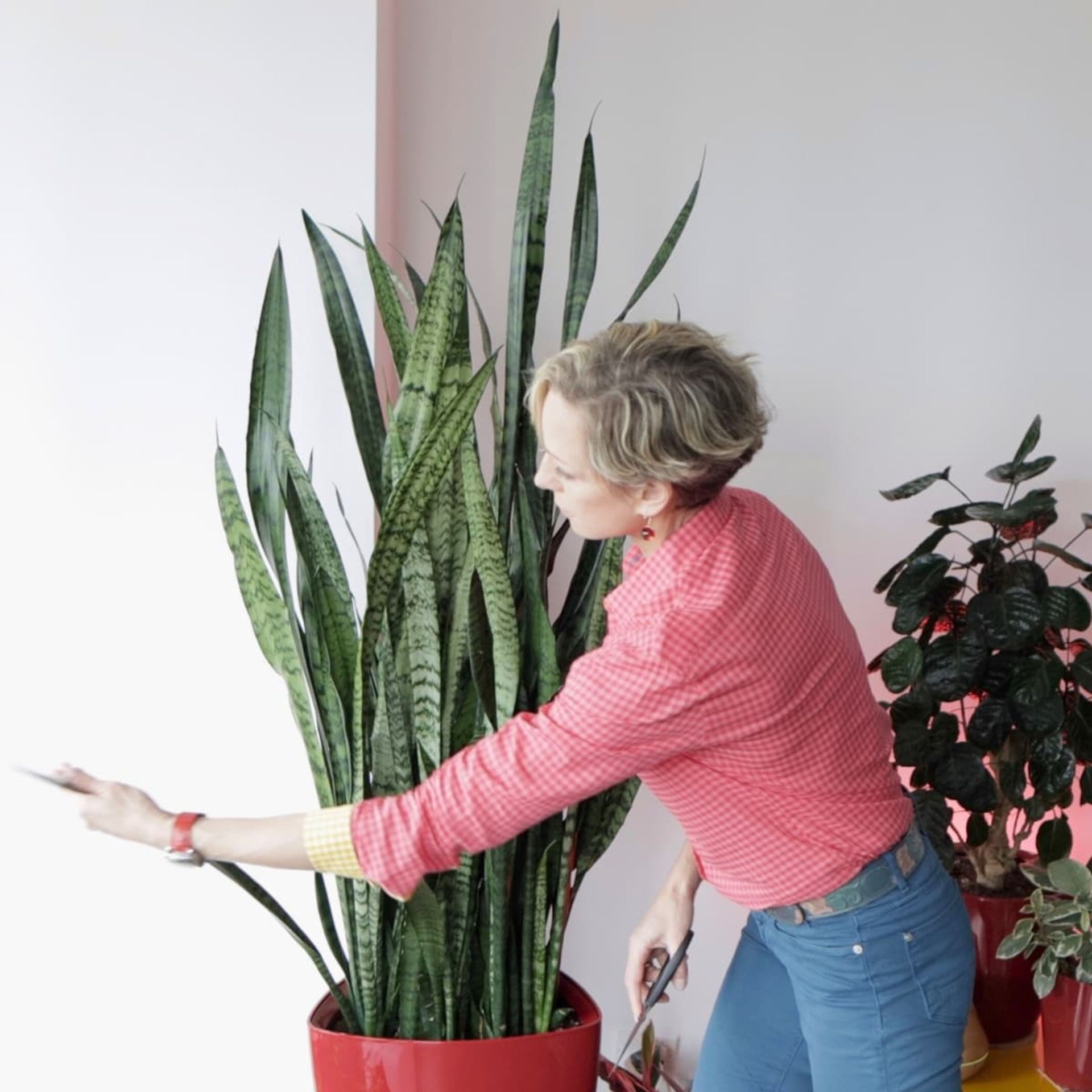 Woman in a pink checkered shirt caring for a tall snake plant indoors as part of home gardening with other houseplants in the background