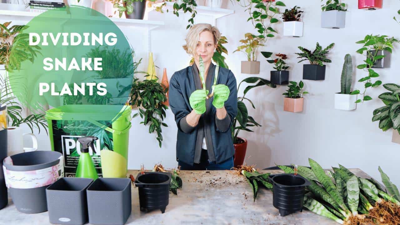 Dividing Snake Plants – Potting in Lechuza Pon Substrate