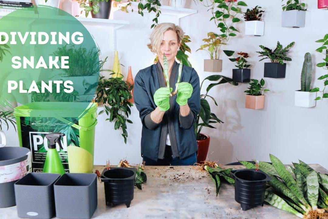 Dividing Snake Plants – Potting in Lechuza Pon Substrate