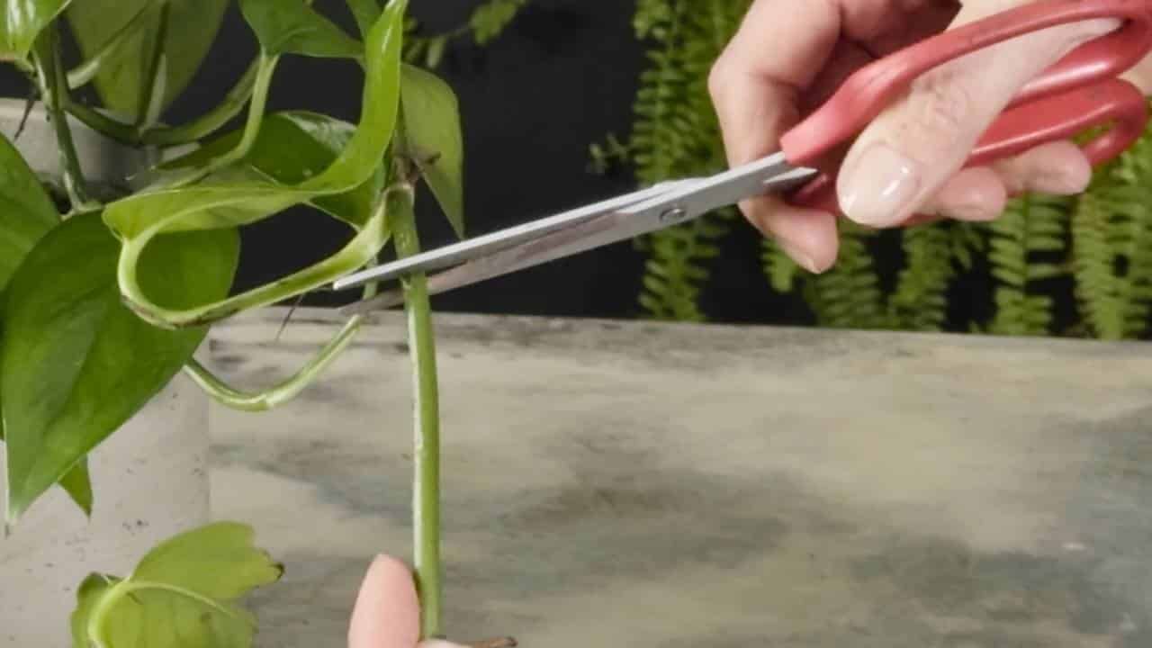 Close-up of a person demonstrating how to prune pothos plant by cutting the vine just below a leaf node with clean scissors to encourage healthy growth and propagation.