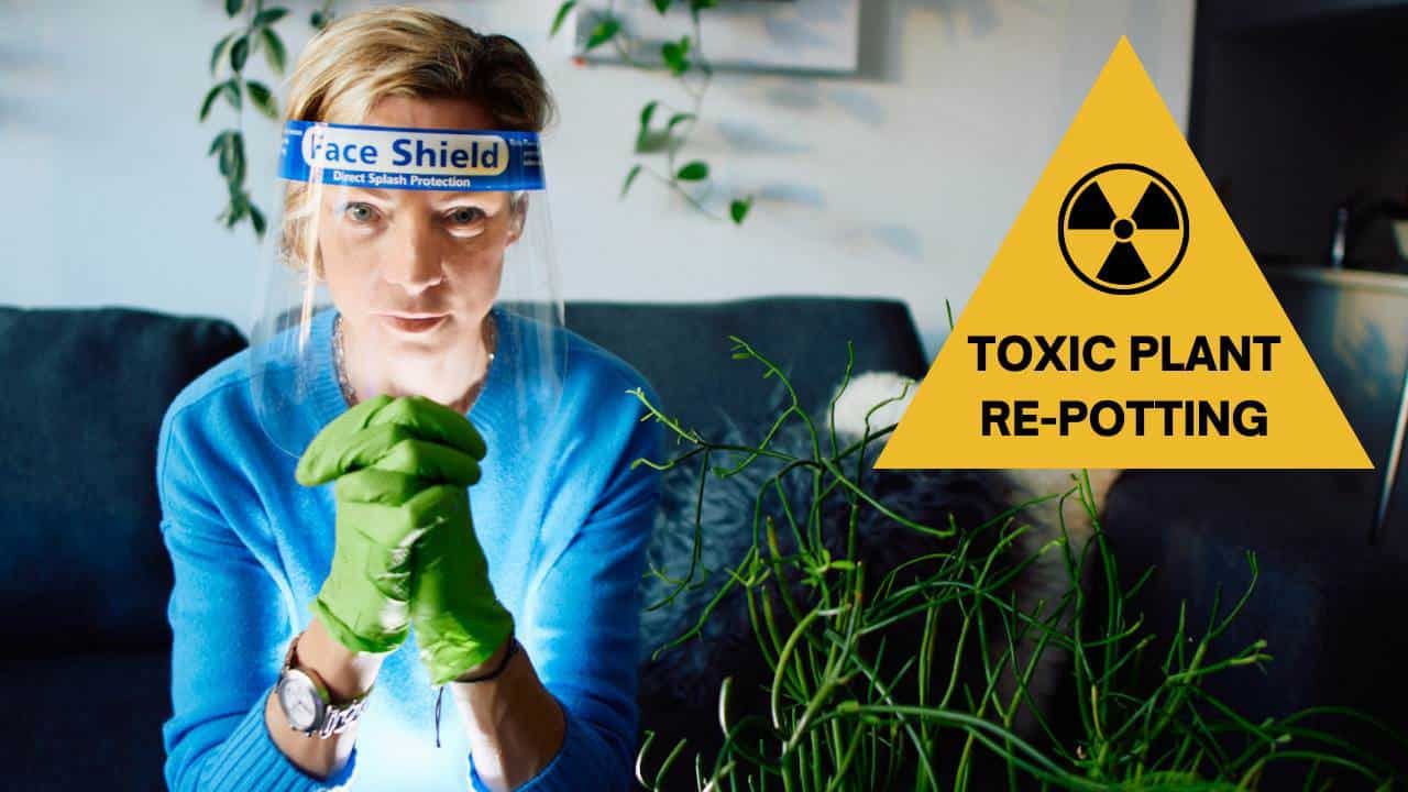 Repotting Pencil Cactus – Warning – Toxic Plant!!! Green Moments w/Juliette Ep #21