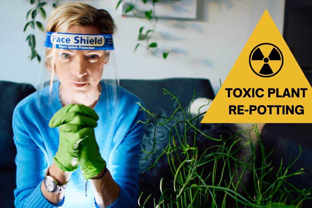 Repotting Pencil Cactus – Warning – Toxic Plant!!! Green Moments w/Juliette Ep #21