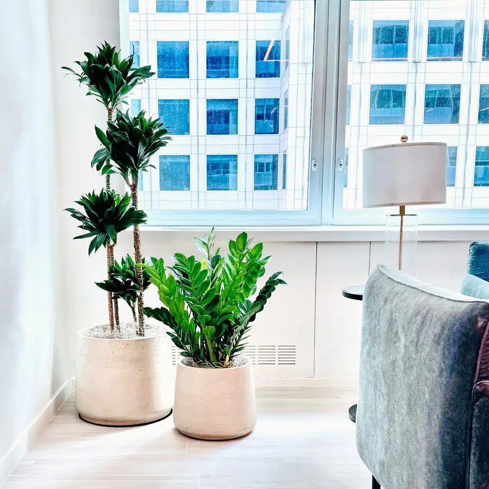 NYC office plants, portfolio photo 6