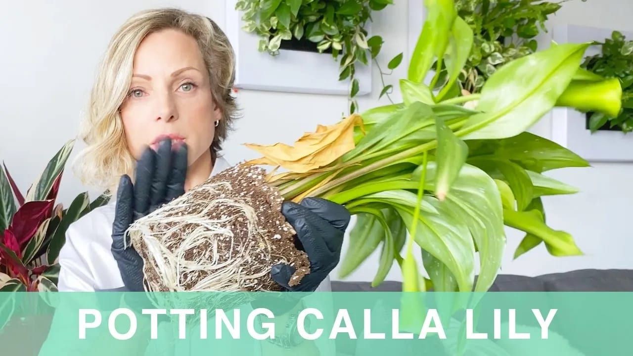 How To Pot Calla Lily Into Lechuza Classico Planter