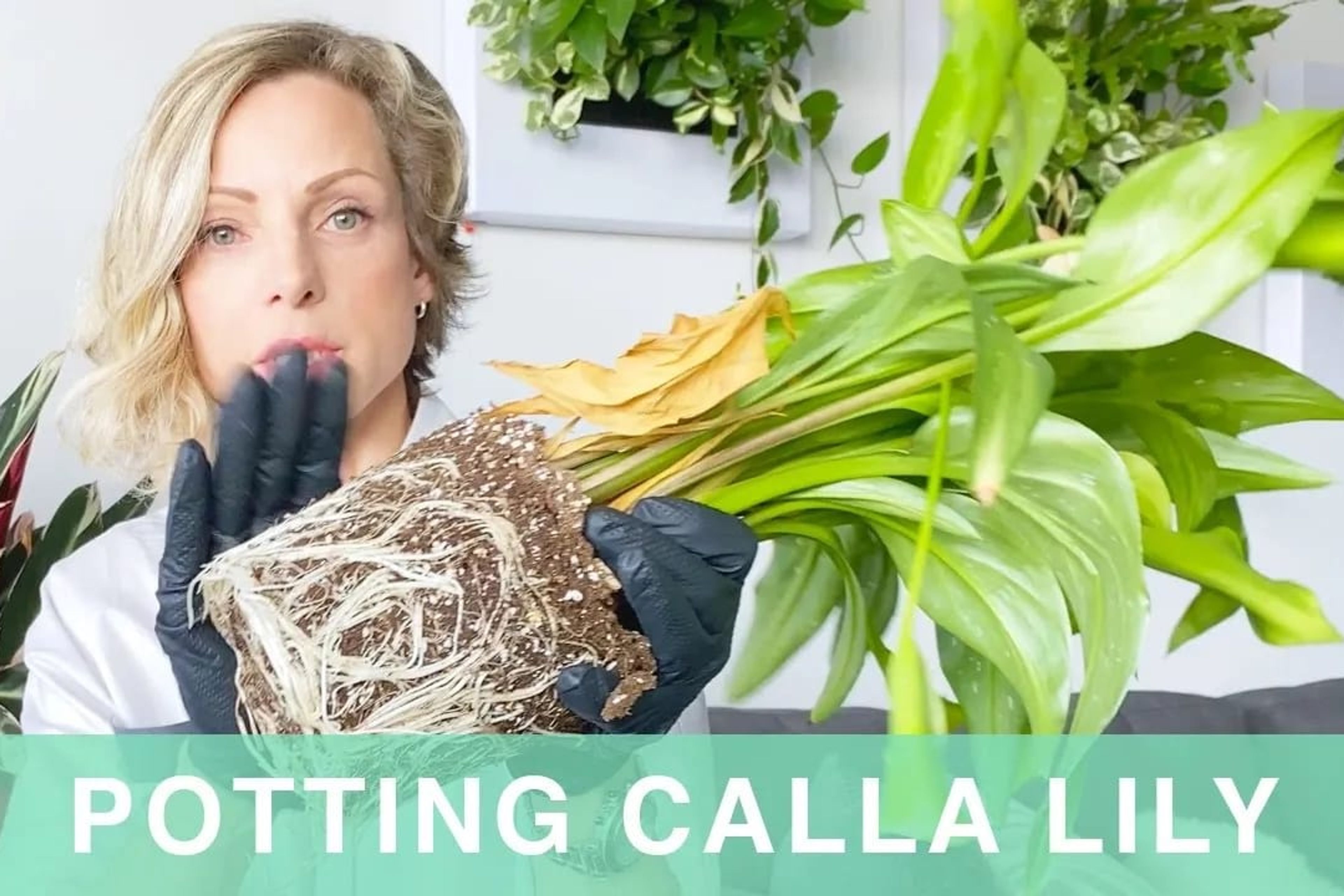 How To Pot Calla Lily Into Lechuza Classico Planter