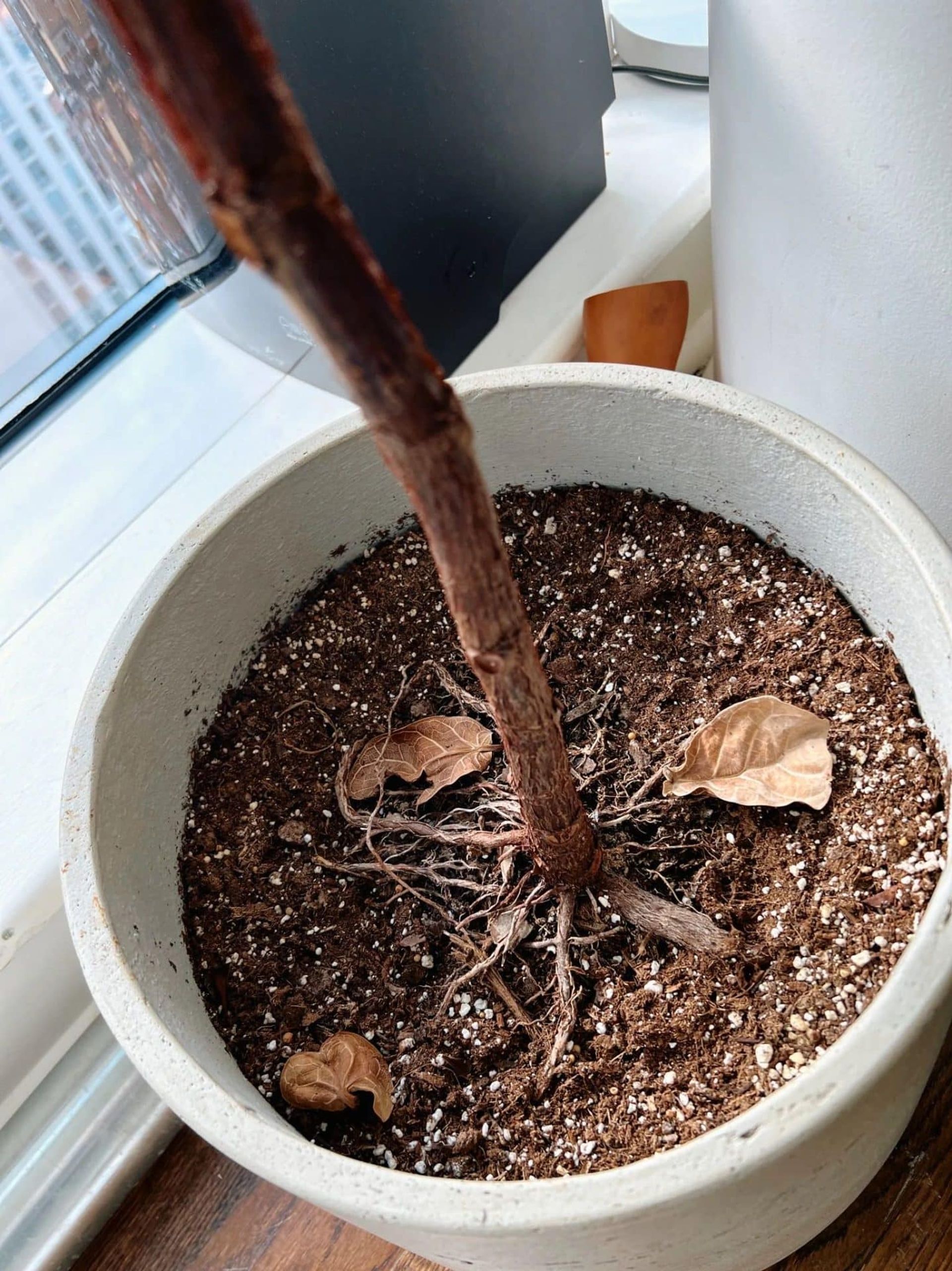 plant with dirty soil