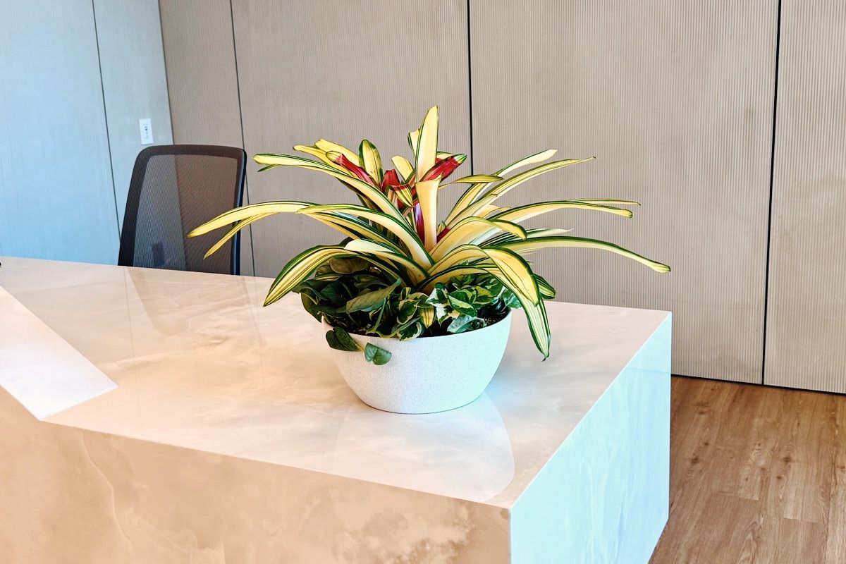 Technician caring for office plants during a scheduled maintenance visit