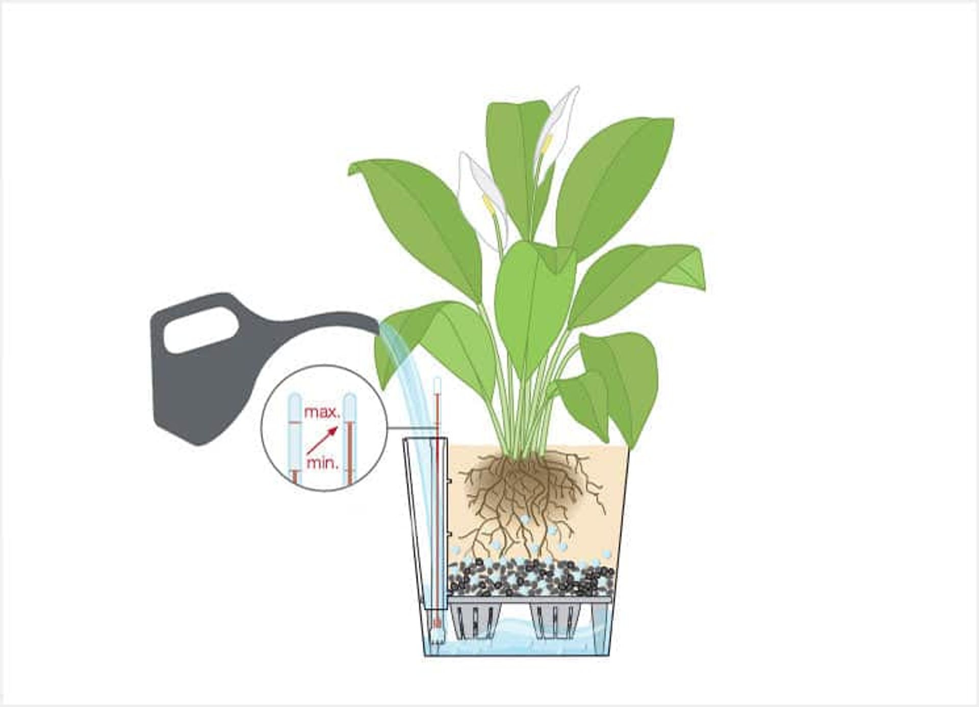 watering plants in Lechuza planters after 3-4-months