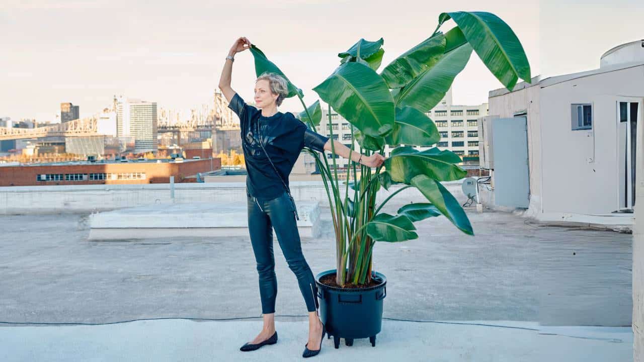 Repotting Bird Of Paradise Plant – Overgrown & Root Bound