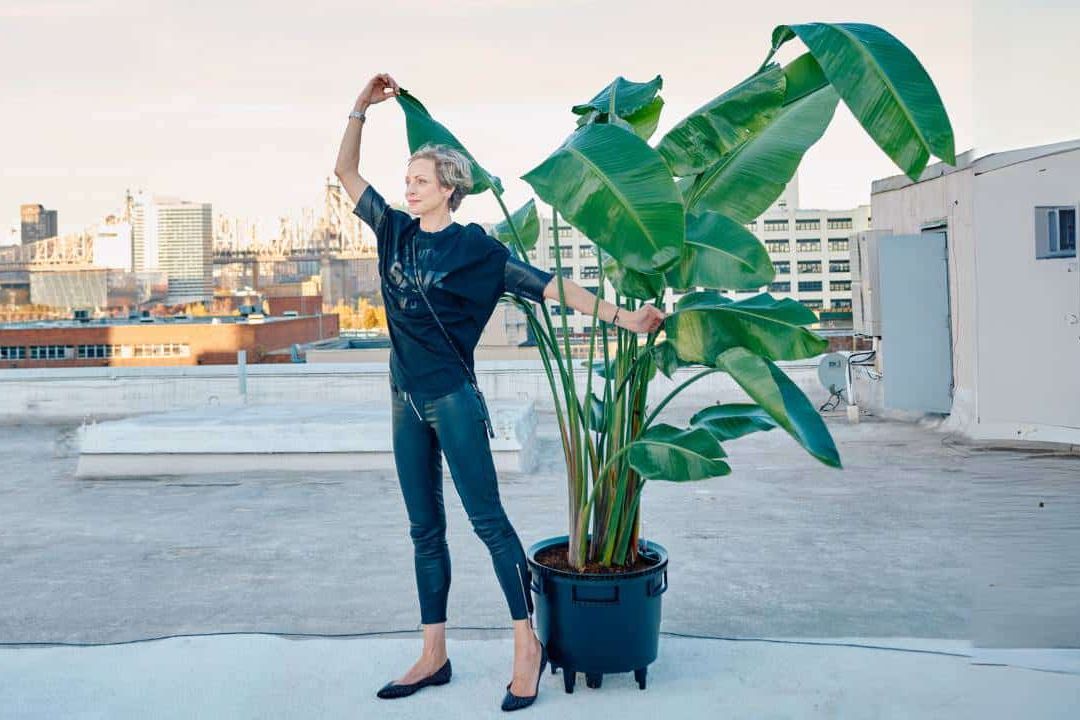 Repotting Bird Of Paradise Plant – Overgrown & Root Bound