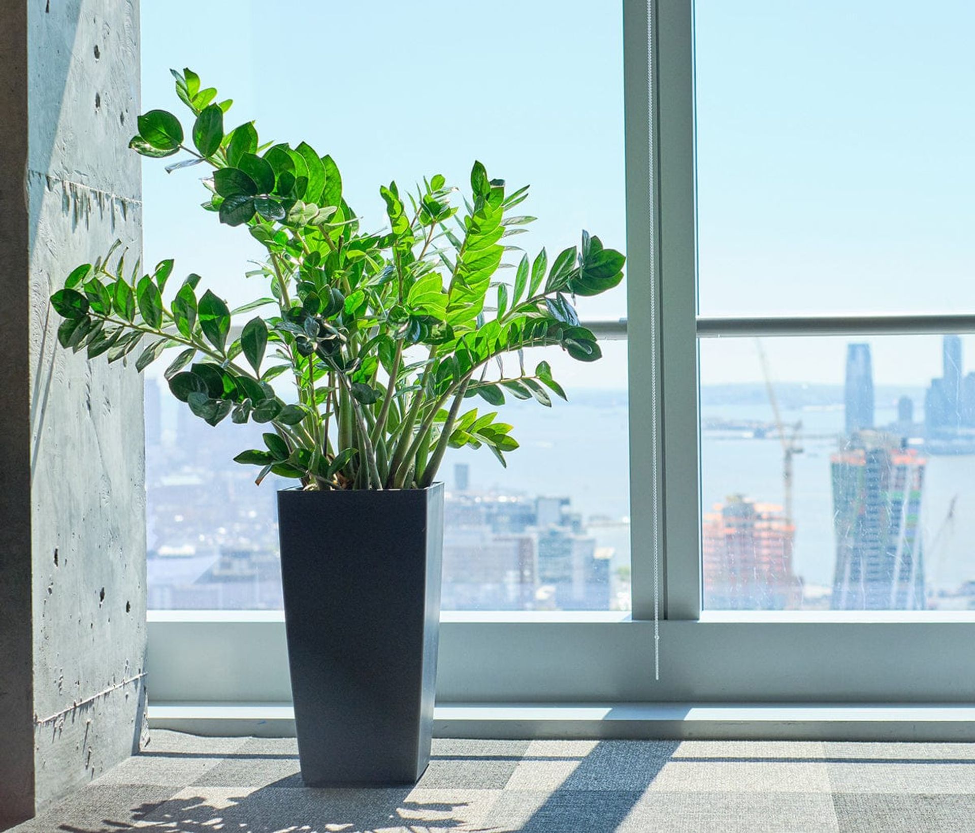 How to choose the right plants for your office