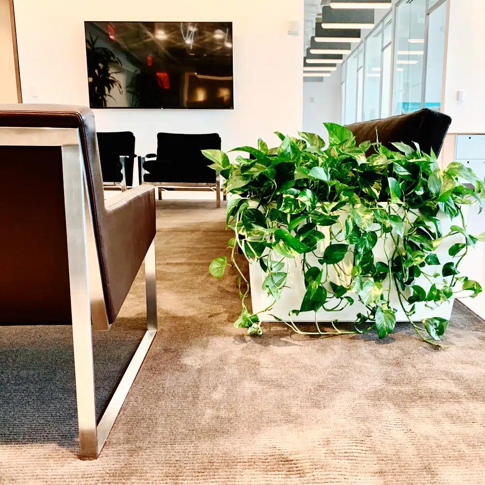 NYC office plants, portfolio photo 1