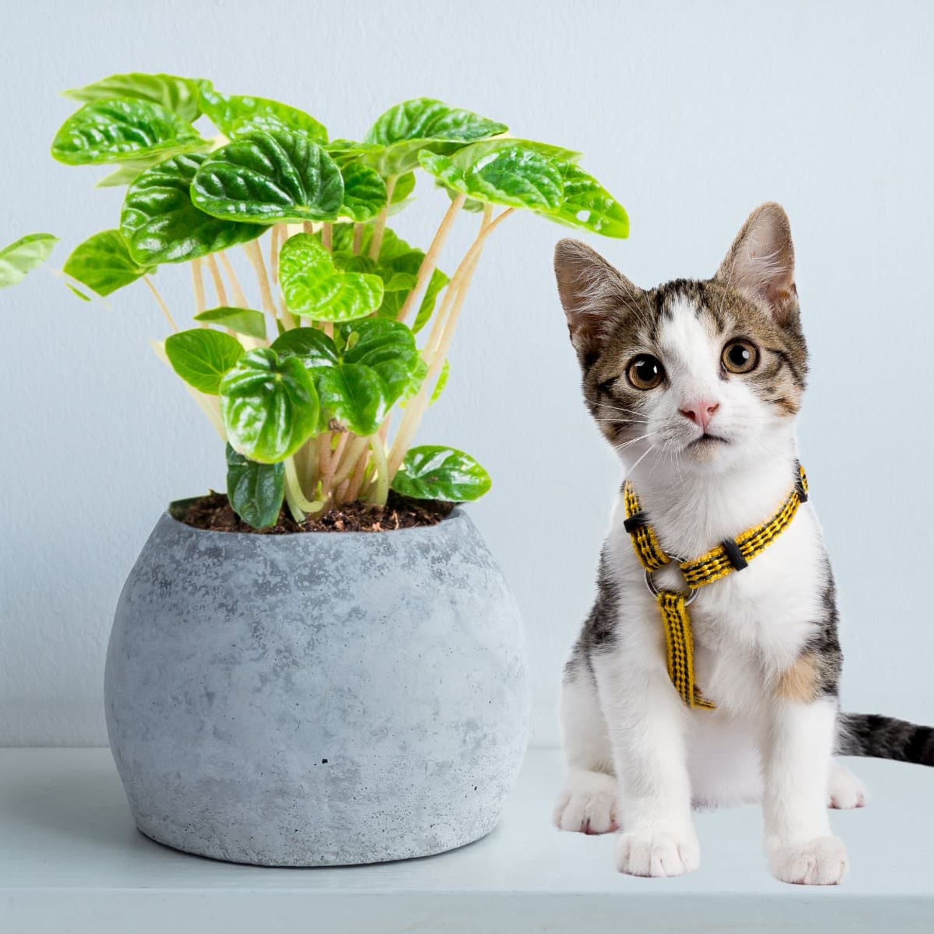 Tabby kitten in a yellow harness beside a potted Peperomia plant, showcasing one of many pet friendly plants, against a white background.