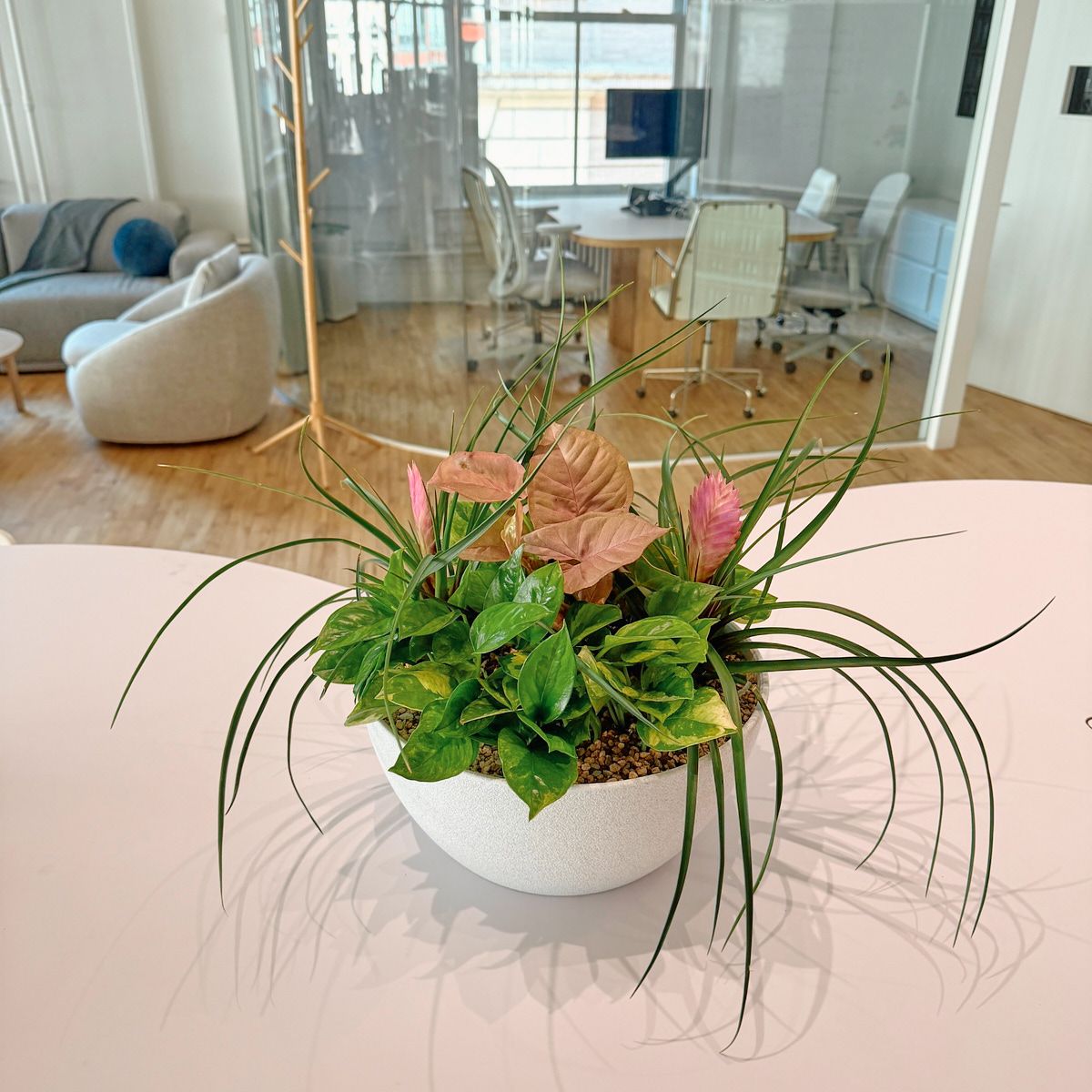 Mixed tabletop arrangement of pothos, pink syngonium and grass-like plants in a white bowl on a Manhattan office table