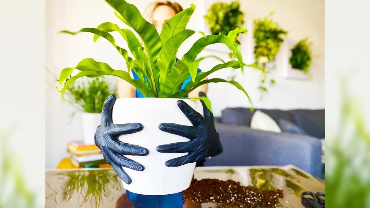 Re-potting Fern Plant Into Lechuza Self-watering Planter – Green Moments With Juliette Ep #10