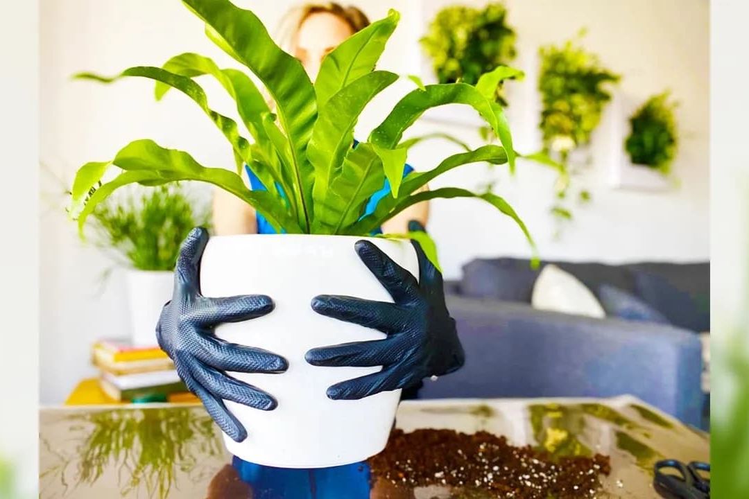 Re-potting Fern Plant Into Lechuza Self-watering Planter – Green Moments With Juliette Ep #10