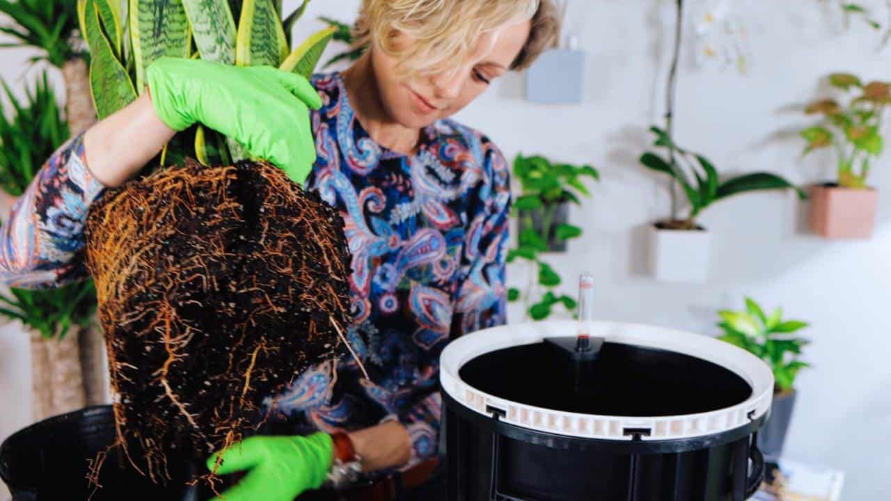 Watch Me Work – Repotting Yucca & Snake Plants